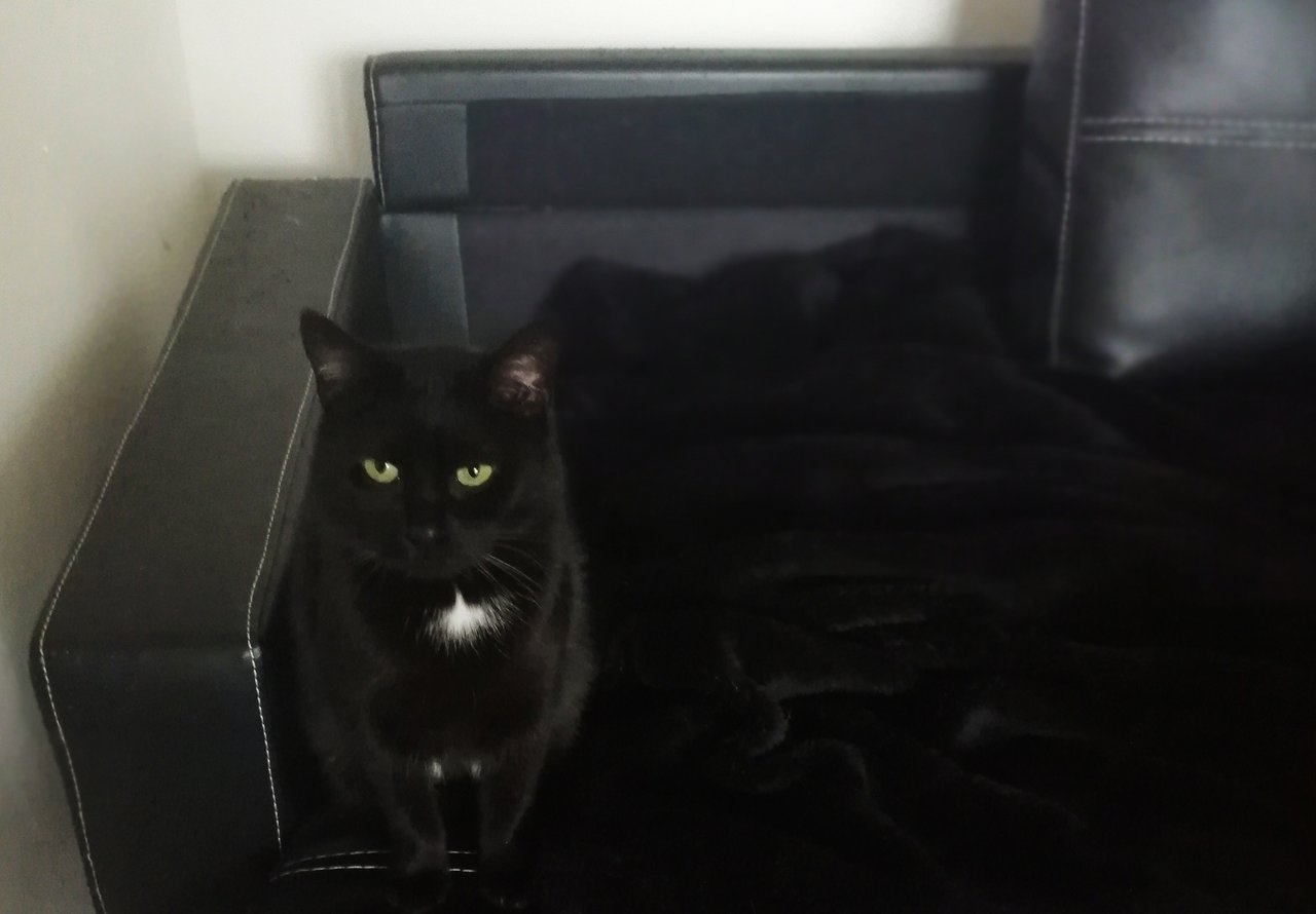 Из жизни черной кошки: Гламурр 