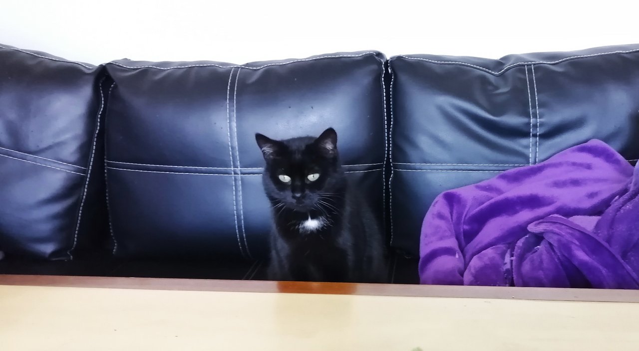 Из жизни черной кошки: Гламурр 